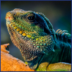 Petware House | Reptiles